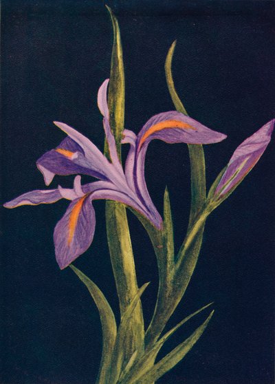 Boden-Iris, um 1915 von Emma Graham Clock
