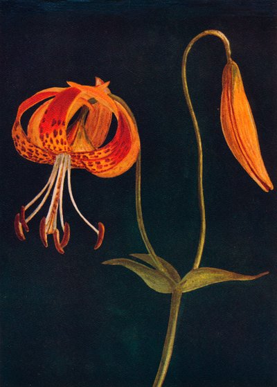 Leopardenlilie, um 1915 von Emma Graham Clock