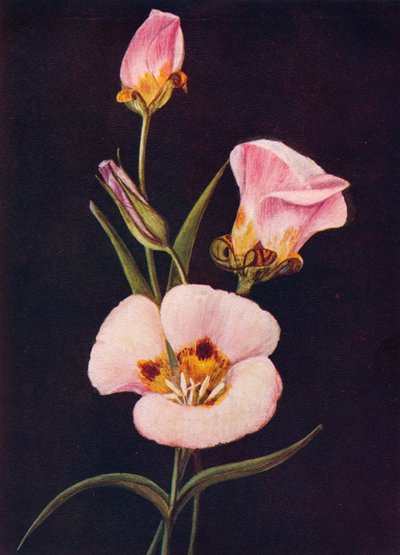 Mariposa-Tulpe, um 1915, 1915 von Emma Graham Clock