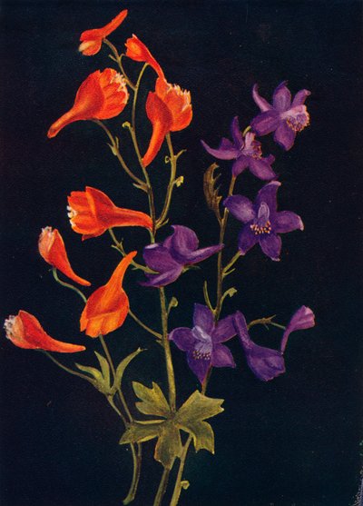 Scharlachroter und blauer Rittersporn, ca. 1915 von Emma Graham Clock
