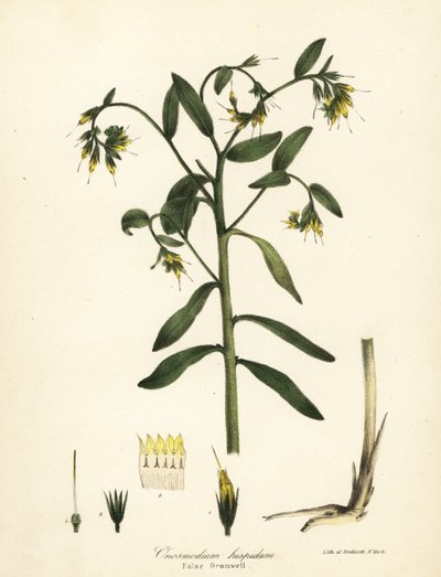 Falscher Steinsame, Onosmodium hispidum von Endicott Endicott