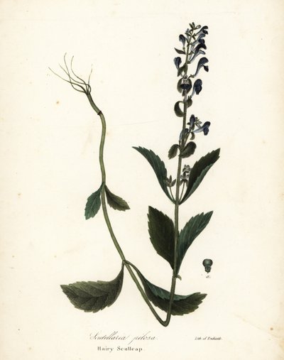 Behaarte Helmblume, Scutellaria elliptica von Endicott Endicott