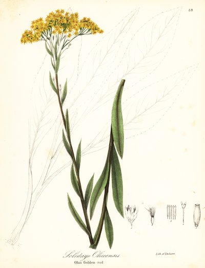 Ohio-Goldrute, Solidago ohioensis von Endicott Endicott