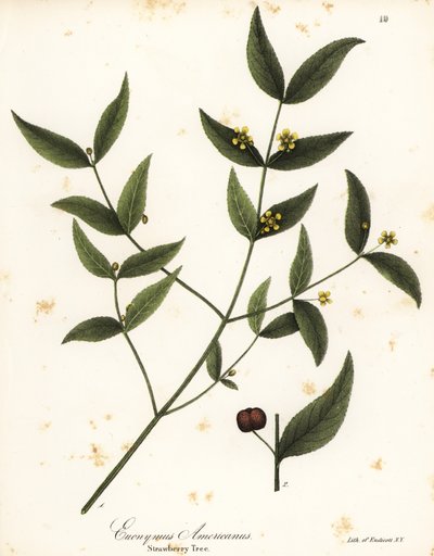 Erdbeerbaum, Euonymus americanus von Endicott Endicott