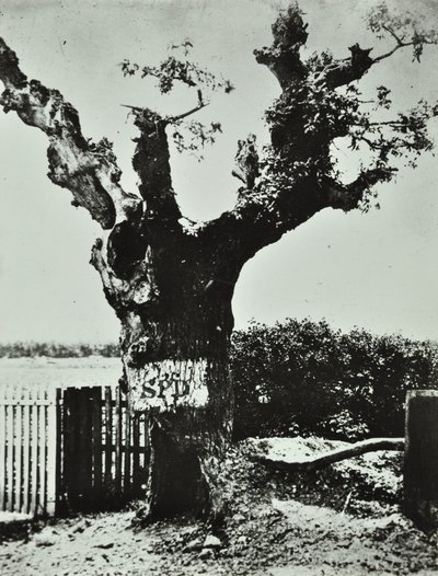 Brockley Lane: Old Oak, London, 1890 von English Photographer