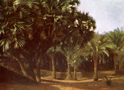 Palmenhain in der Nähe von Karnak, Ägypten von English Photographer