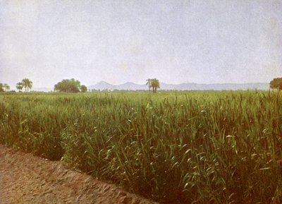 Weizenfeld in der Nähe von Luxor, Ägypten von English Photographer