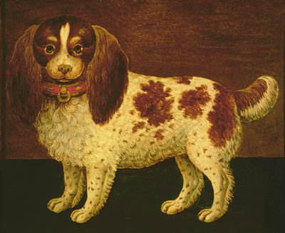 Ein Spaniel von English School