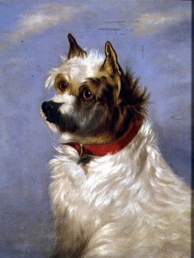 Ein Terrier mit rotem Halsband von English School