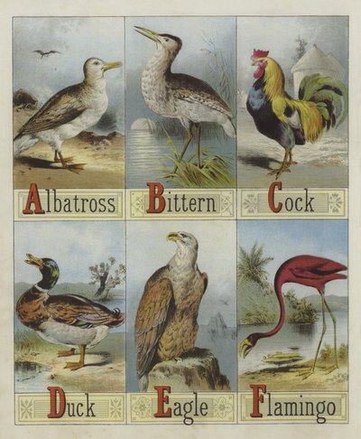 Alphabet der Vögel von English School