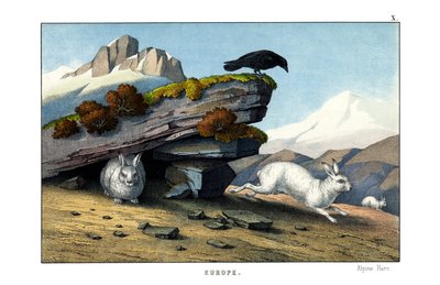 Alpenhase von English School