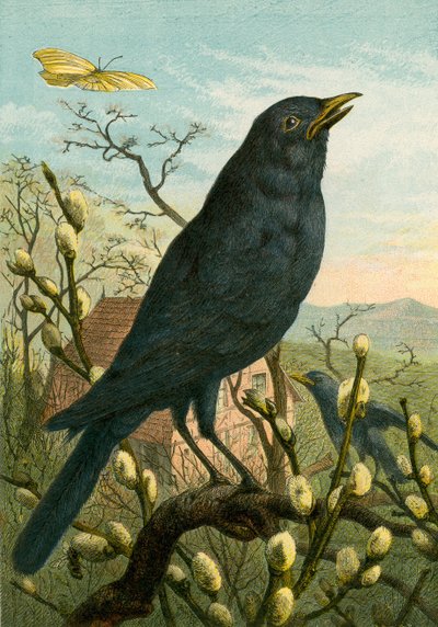 Amsel von English School