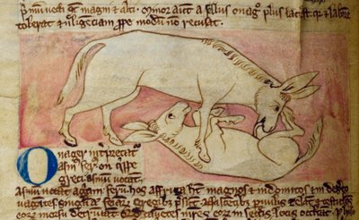 Wilder Esel, aus Bestiarium von English School