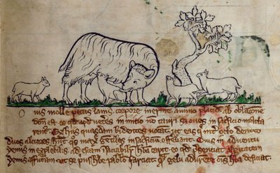 CCA-LitMs/D/10 fol. 8r Schaf, aus Bestiarium von English School