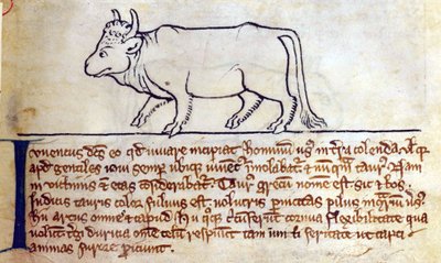 Ochse, aus Bestiarium von English School
