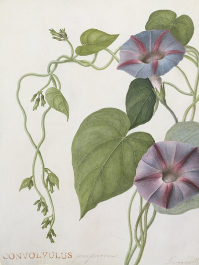 Convolvulus Purpurus von English School