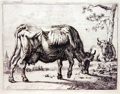 Kühe auf der Weide von English School