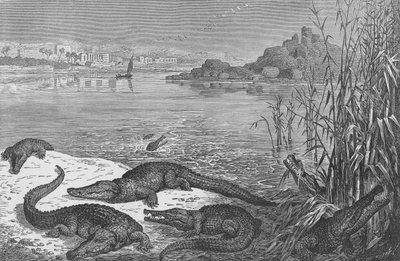 Krokodile am Oberen Nil von English School