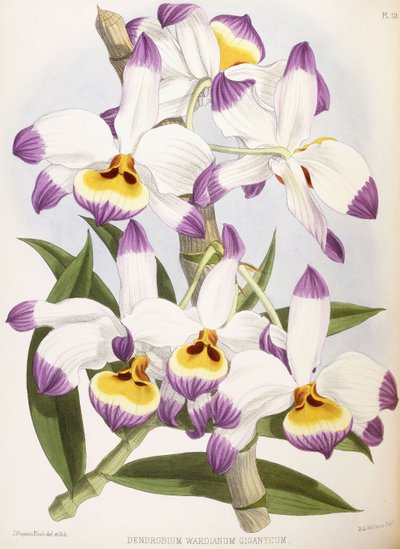 Dendrobium Wardianum Giganteum, 1824-1890 von English School