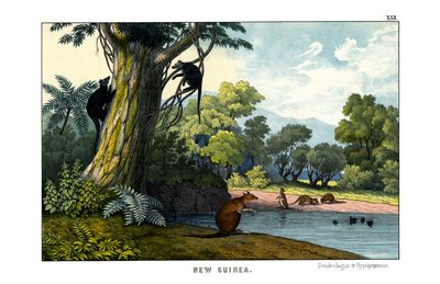 Dendrolagus und Hypsiprymnus von English School