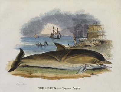 Delfin am Ufer, 1823 (Farbstich) von English School