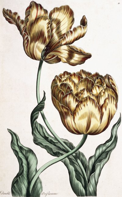 Doppelte Oriflamme, 1759 von English School