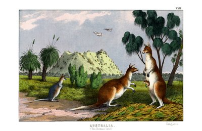 Östliches Graues Känguru von English School