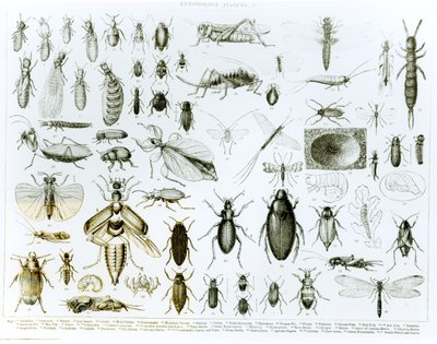 Entomologie Insekten von English School