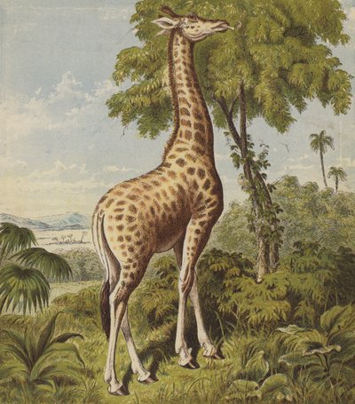 Giraffe von English School