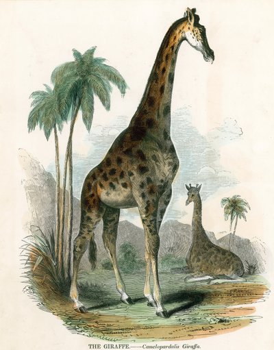 Giraffe von English School