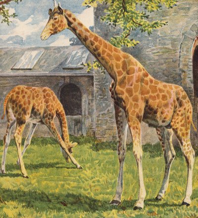 Giraffen von English School