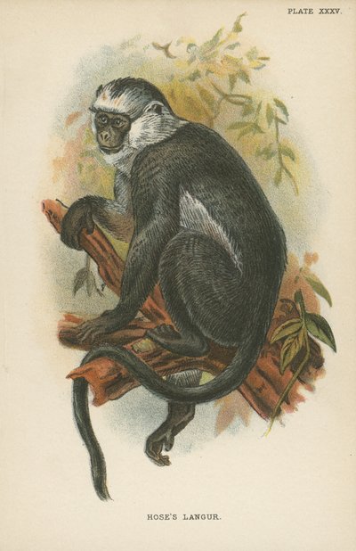 Hoses Langur von English School