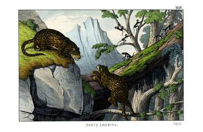 Jaguar von English School