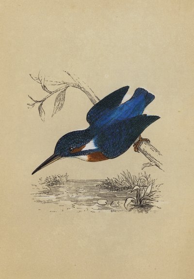 Eisvogel (Farblithografie) von English School