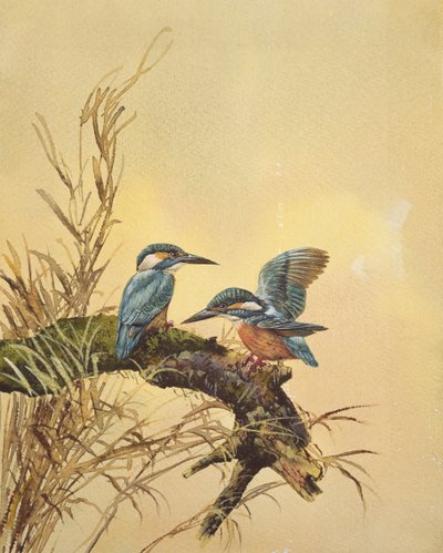 Eisvögel, ca. 1890 von English School