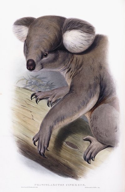 Koala - Phascolarctos cinereus, 1845-1863 von English School