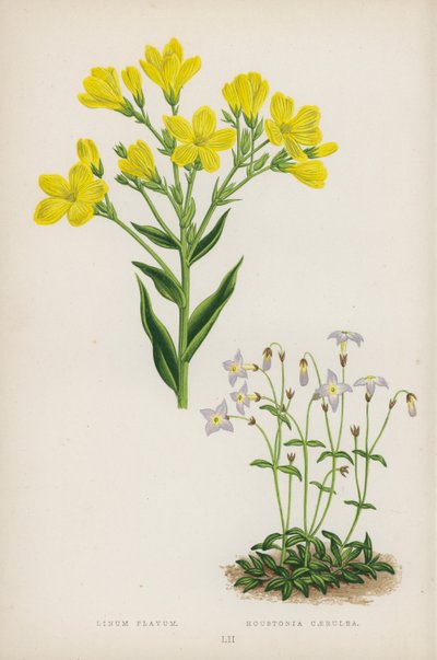 Linum Flavum; Houstonia Caerulea von English School