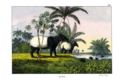 Malaiischer Tapir von English School