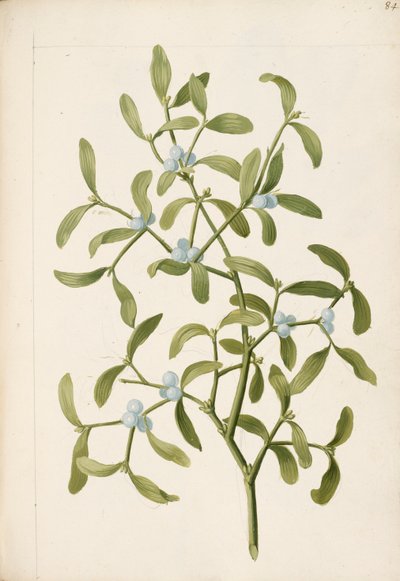Mistel. Eine halbparasitische Pflanze, ca. 1664 von English School