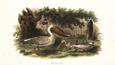 Methode der amerikanischen Ureinwohner, mit Pelikanen zu fischen von English School