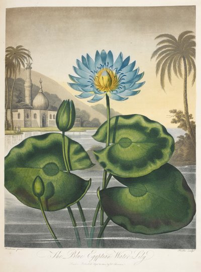 Nymphaea Caerulea, Blaue Ägyptische Wasserlilie von English School