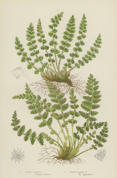 Oblong Woodsia, Rundblättrige Woodsia von English School