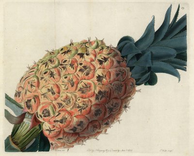 Otaheite-Ananas aus John Lindleys "Pomological Magazine" von English School