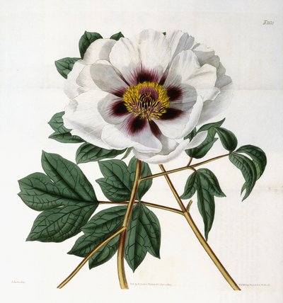 Paeonia suffruticosa Andr. var. papaveracea, 1788-1896 von English School