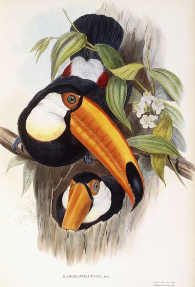 Ramphastos Toco von English School