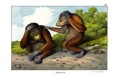 Roter Orang-Utan von English School