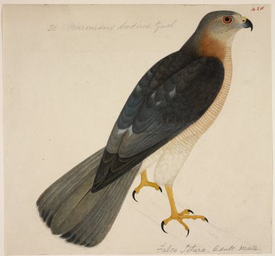 Shikra, oder 