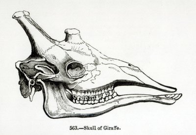 Schädel einer Giraffe von English School