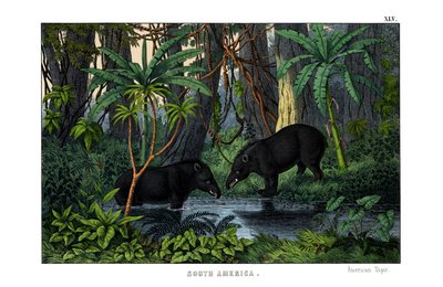 Tapir von English School