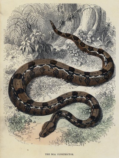 Die Boa Constrictor (farbiger Stich) von English School